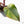 Philodendron Erubescens 'Skittles' ('White Knight Quadricolor') (wk26-UF)