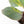Philodendron Erubescens 'Skittles' ('White Knight Quadricolor') (wk26-UF)