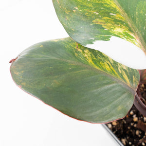 Philodendron Erubescens 'Skittles' ('White Knight Quadricolor') (wk26-UF)