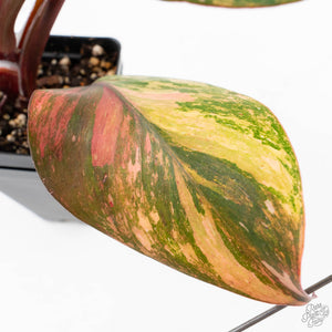 Philodendron Erubescens 'Skittles' ('White Knight Quadricolor') (wk26-UF)