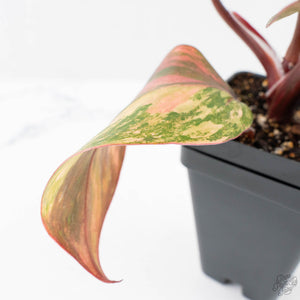 Philodendron Erubescens 'Skittles' ('White Knight Quadricolor') (wk26-UF)