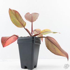 Philodendron Erubescens 'Skittles' ('White Knight Quadricolor') (wk28-UI)