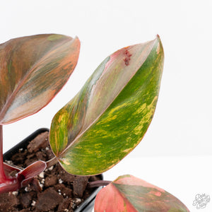 Philodendron Erubescens 'Skittles' ('White Knight Quadricolor') (wk28-UI)