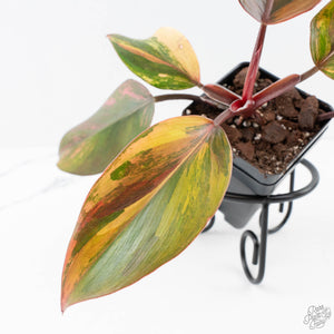 Philodendron Erubescens 'Skittles' ('White Knight Quadricolor') (wk28-UI)