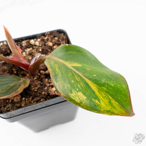 Philodendron Erubescens 'Skittles' ('White Knight Quadricolor') (wk21-UH)
