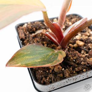 Philodendron Erubescens 'Skittles' ('White Knight Quadricolor') (wk21-UH)