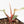Philodendron Erubescens 'Skittles' ('White Knight Quadricolor') (wk21-UH)
