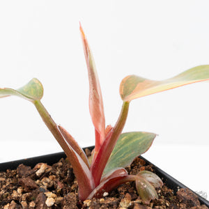 Philodendron Erubescens 'Skittles' ('White Knight Quadricolor') (wk21-UH)