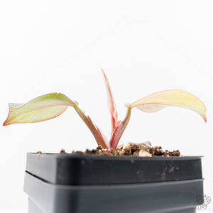 Philodendron Erubescens 'Skittles' ('White Knight Quadricolor') (wk21-UH)