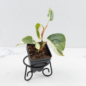 Philodendron Sodiroi Albo Variegated (wk34-L83)