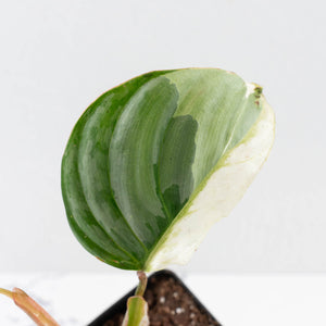 Philodendron Sodiroi Albo Variegated (wk34-L83)
