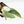 Philodendron Sodiroi Albo Variegated (wk34-L83)