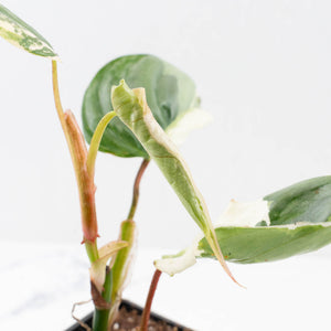 Philodendron Sodiroi Albo Variegated (wk34-L83)