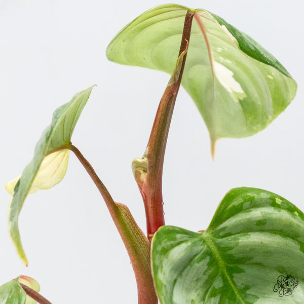 Philodendron Sodiroi Albo Variegated (wk49-UK)
