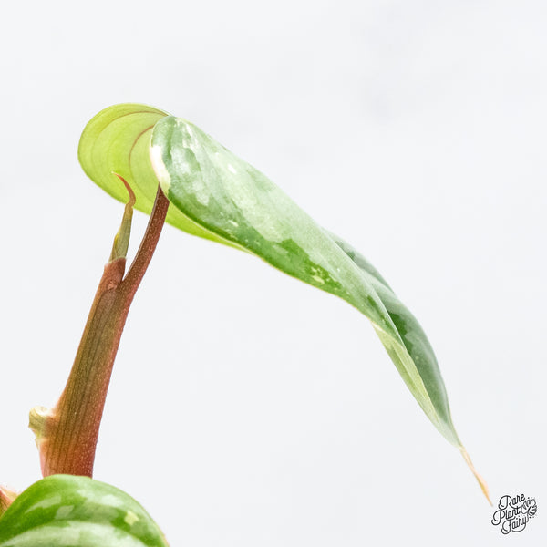 Philodendron Sodiroi Albo Variegated (wk49-UK)