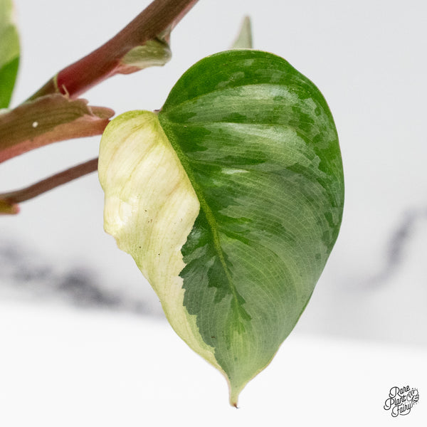 Philodendron Sodiroi Albo Variegated (wk49-UK)