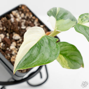 Philodendron Sodiroi Albo Variegated (wk16-E)