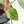 Philodendron Sodiroi Albo Variegated (wk16-E)