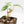 Philodendron Sodiroi Albo Variegated (wk16-E)