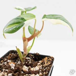 Philodendron Sodiroi Albo Variegated (wk16-E)