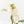 Philodendron Sodiroi Albo Variegated (wk18-B)