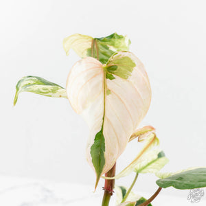 Philodendron Sodiroi Albo Variegated (wk18-B)