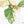 Philodendron Sodiroi Albo Variegated (wk18-B)