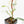Philodendron Sodiroi Albo Variegated (wk18-B)