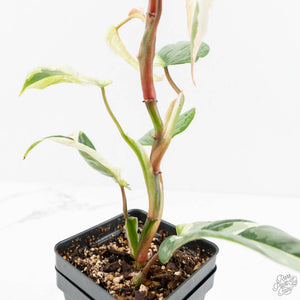 Philodendron Sodiroi Albo Variegated (wk18-B)