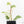 Philodendron Sodiroi Albo Variegated (wk18-B)