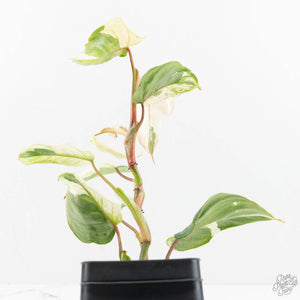Philodendron Sodiroi Albo Variegated (wk18-B)