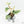 Philodendron Sodiroi Albo Variegated (wk18-B)