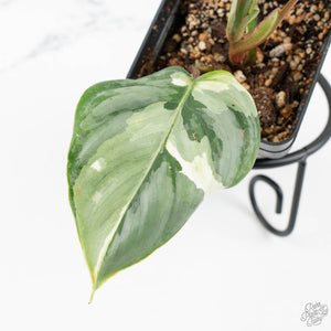 Philodendron Sodiroi Albo Variegated (wk18-B)