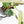 Philodendron Sodiroi Albo Variegated (wk18-B)