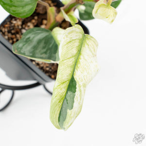 Philodendron Sodiroi Albo Variegated (wk18-B)