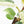 Philodendron Sodiroi Albo Variegated (wk18-B)