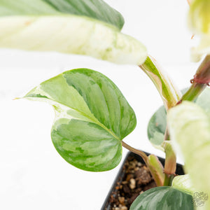 Philodendron Sodiroi Albo Variegated (wk18-B)