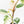 Philodendron Sodiroi Albo Variegated (wk18-B)