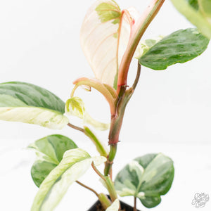 Philodendron Sodiroi Albo Variegated (wk18-B)