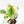 Philodendron Sodiroi Albo Variegated (wk18-B)