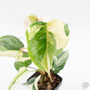 Philodendron Sodiroi Albo Variegated (wk18-B)