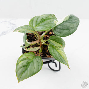 Philodendron Sodiroi Variegated (wk19-E)
