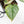 Philodendron Sodiroi Variegated (wk19-E)
