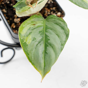 Philodendron Sodiroi Variegated (wk19-E)