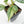 Philodendron Sodiroi Variegated (wk19-E)