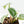 Philodendron Sodiroi Variegated (wk19-E)