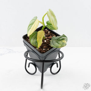Philodendron Sodiroi Variegated (wk24-C)