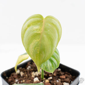 Philodendron Sodiroi Variegated (wk24-C)