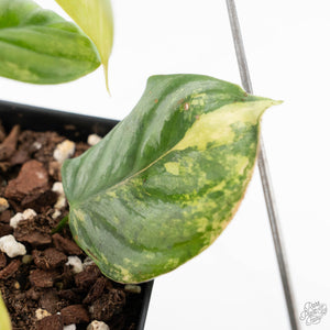 Philodendron Sodiroi Variegated (wk24-C)