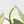 Philodendron Sodiroi Variegated (wk24-C)